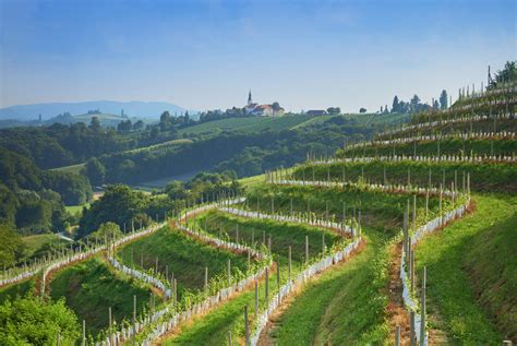 Discovering the Historic Vineyards and Wineries of Slovenia