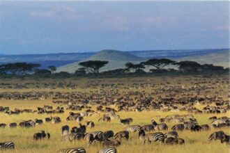 A Safari Adventure in the Serengeti: Exploring Tanzania's Wildlife