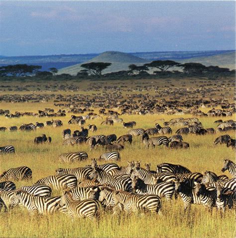 A Safari Adventure in the Serengeti: Exploring Tanzania's Wildlife