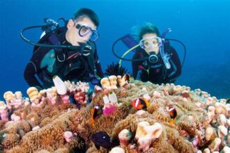 Discovering the Wonders of the Great Barrier Reef: Diving and Marine Life Exploration