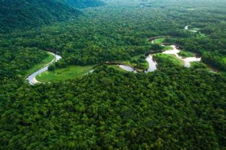 A Journey to the Amazon: Exploring the World's Largest Rainforest