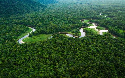 A Journey to the Amazon: Exploring the World's Largest Rainforest