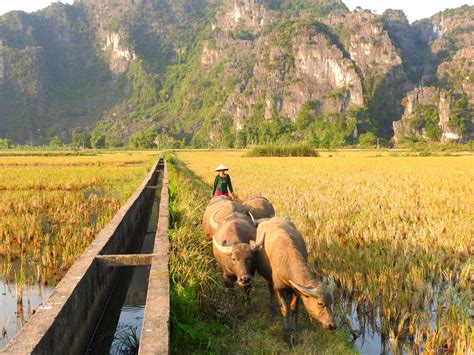 Exploring the Rural Charms of Ninh Binh, Vietnam