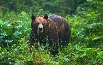 Exploring the Wild Carpathian Mountains: Nature, Wildlife, and Adventure in Eastern Europe