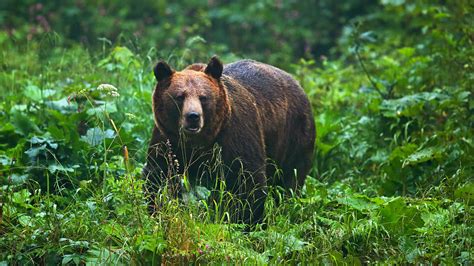 Exploring the Wild Carpathian Mountains: Nature, Wildlife, and Adventure in Eastern Europe