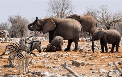 A Photographic Safari in Namibia: Capturing the Desert Landscapes and Wildlife