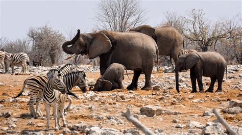 A Photographic Safari in Namibia: Capturing the Desert Landscapes and Wildlife