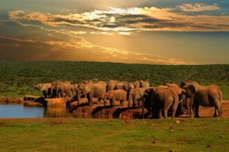 Thrilling Safaris in the Untouched National Parks of East Africa