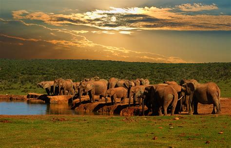 Thrilling Safaris in the Untouched National Parks of East Africa