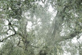 Adventures in the Ancient Olive Groves of Greece