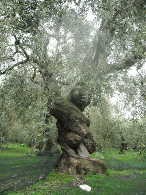 Adventures in the Ancient Olive Groves of Greece